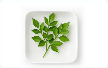 Butcher's Broom (Ruscus aculeatus)